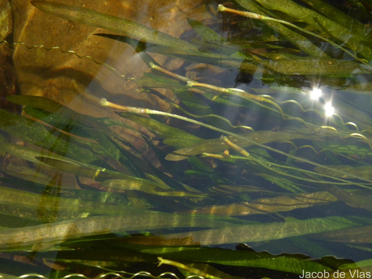 Vallisneria spiralis L.